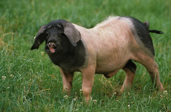 Cochon Basco — Fotografia de Stock