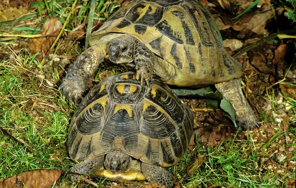 Tortue d 'hermann testudo hermanni — Stockfoto