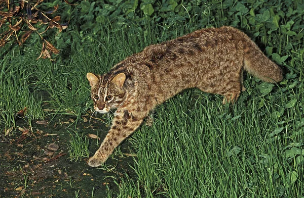 De L'Amour prionailurus bengalensis euptiluraとチャット — ストック写真