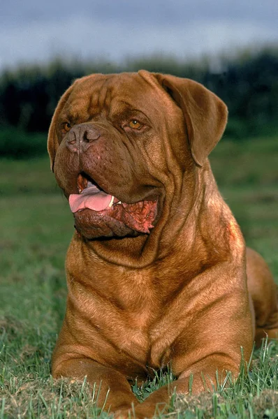 Dogue de bordeaux — Foto Stock