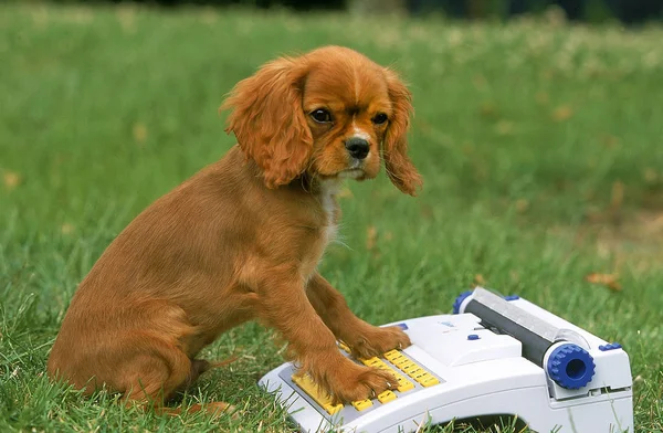 Kavaljeren Kung Charles Spaniel — Stockfoto