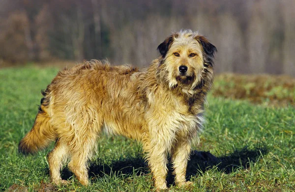 Chien Sans Race — Foto Stock