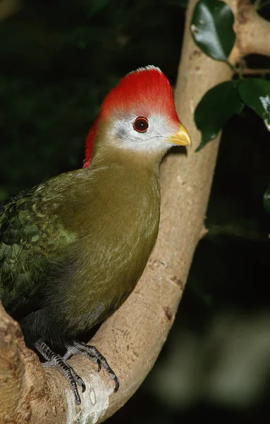 TOURACO PAULINE tauraco erythrolophus — Stock Photo, Image