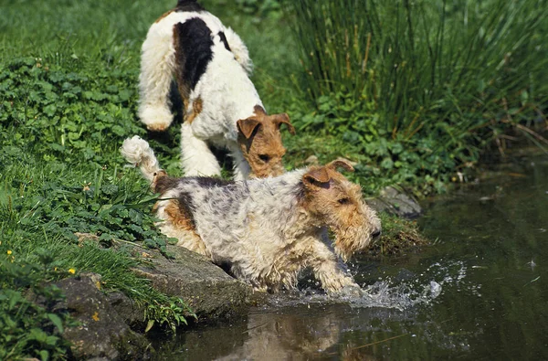 Fox Terrier A Poil Dur —  Fotos de Stock