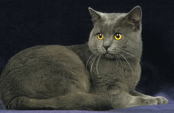 Chartreux — Foto Stock