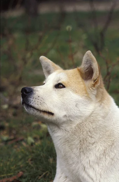 秋田 inu — 图库照片