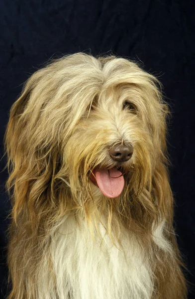 Bearded collie — Stockfoto