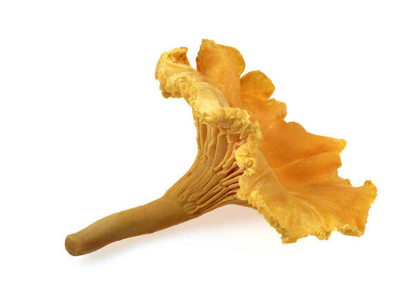 GIROLLE cantharellus cibarius