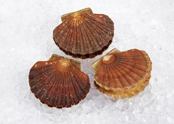 COQUILLE SAINT JACQUES — Stock Photo, Image