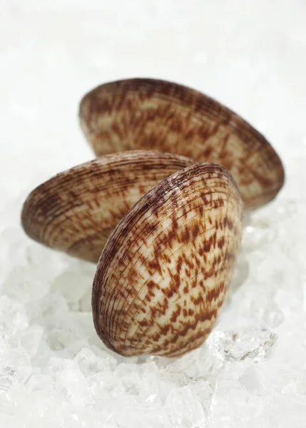 Amande De Mer glycymeris glycymeris — Stockfoto