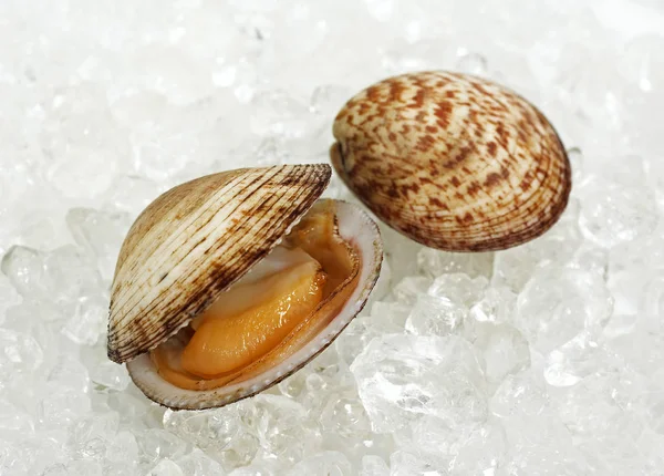 Amande De Mer glycymeris glycymeris — Foto Stock