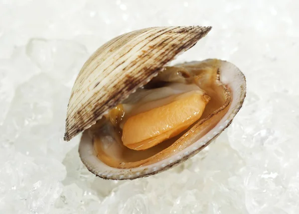 Amande De Mer glicymeris glicymeris — Zdjęcie stockowe