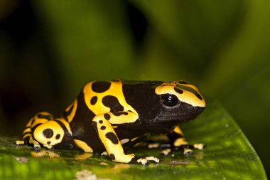 Dendrobate Jaune et Noir lökositler dendrobate