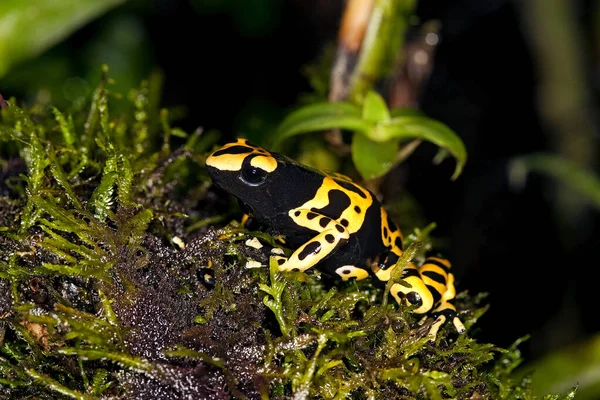 DENDROBATE JAUNE ET NOIR dendrobates leucomelas — Stock Photo, Image