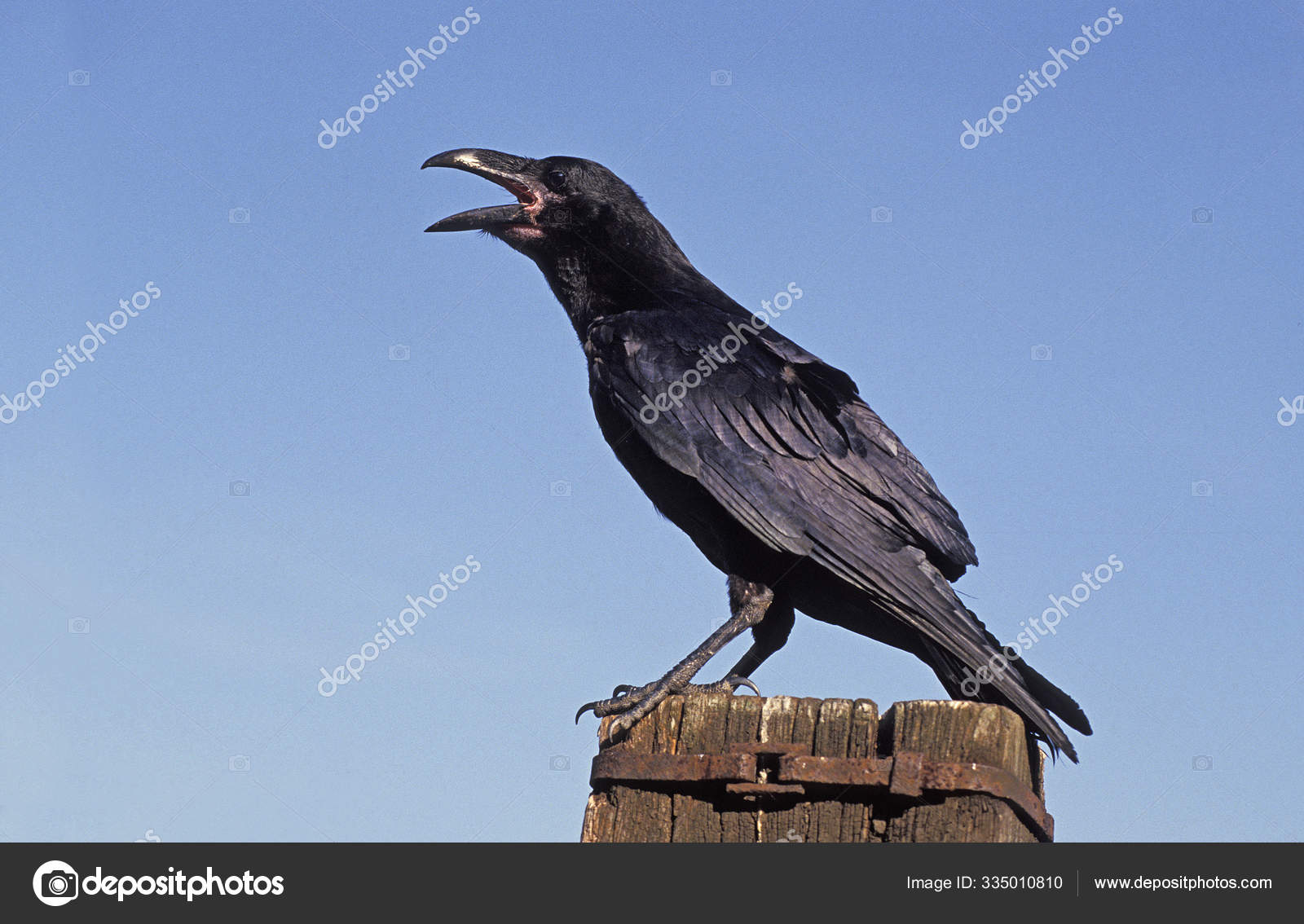 Grand Corbeau Corvus Corax Stock Photo Image By C Slowmotiongli