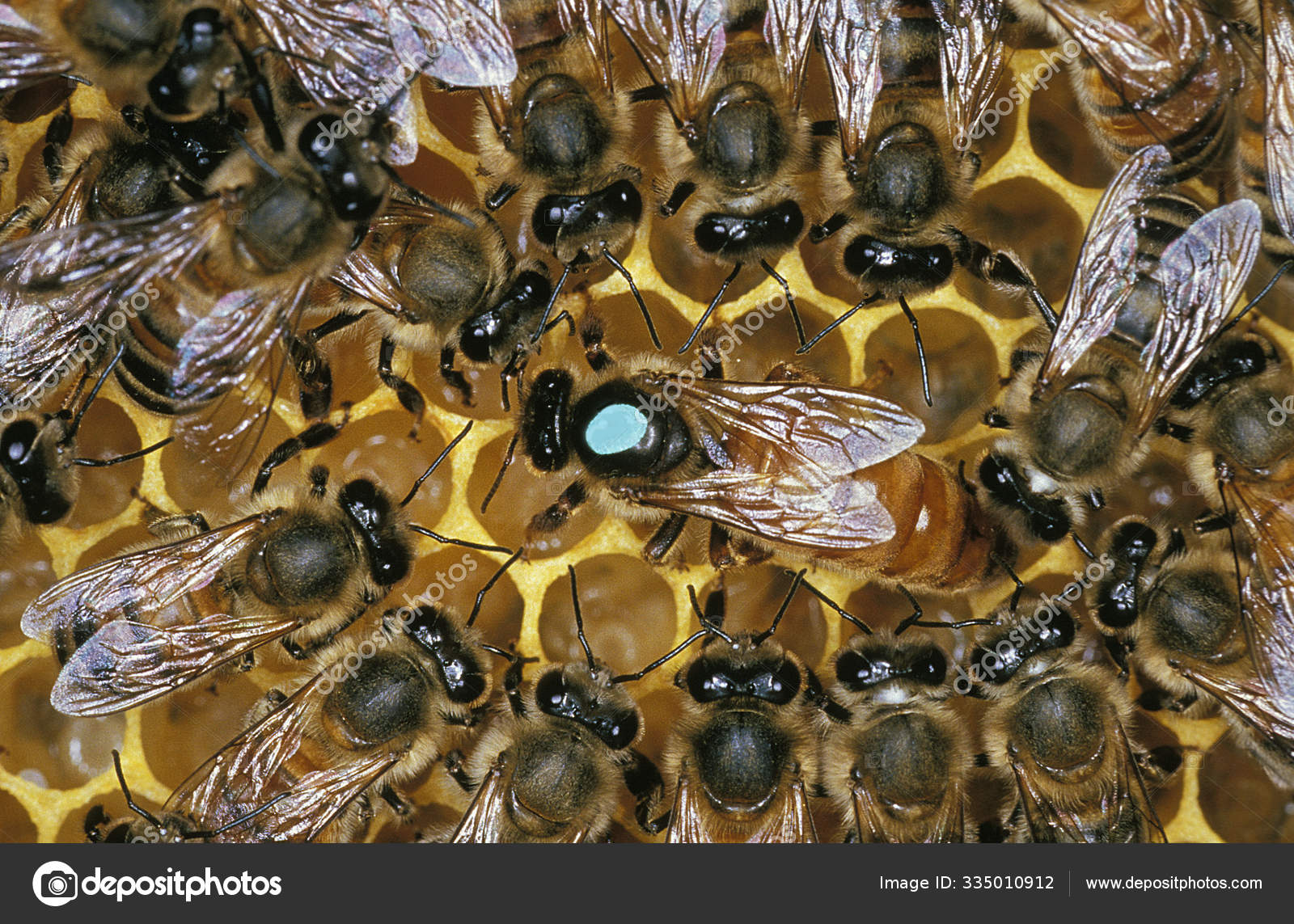 ABEILLE A MIEL apis mellifera Stock Photo by ©slowmotiongli 335010912