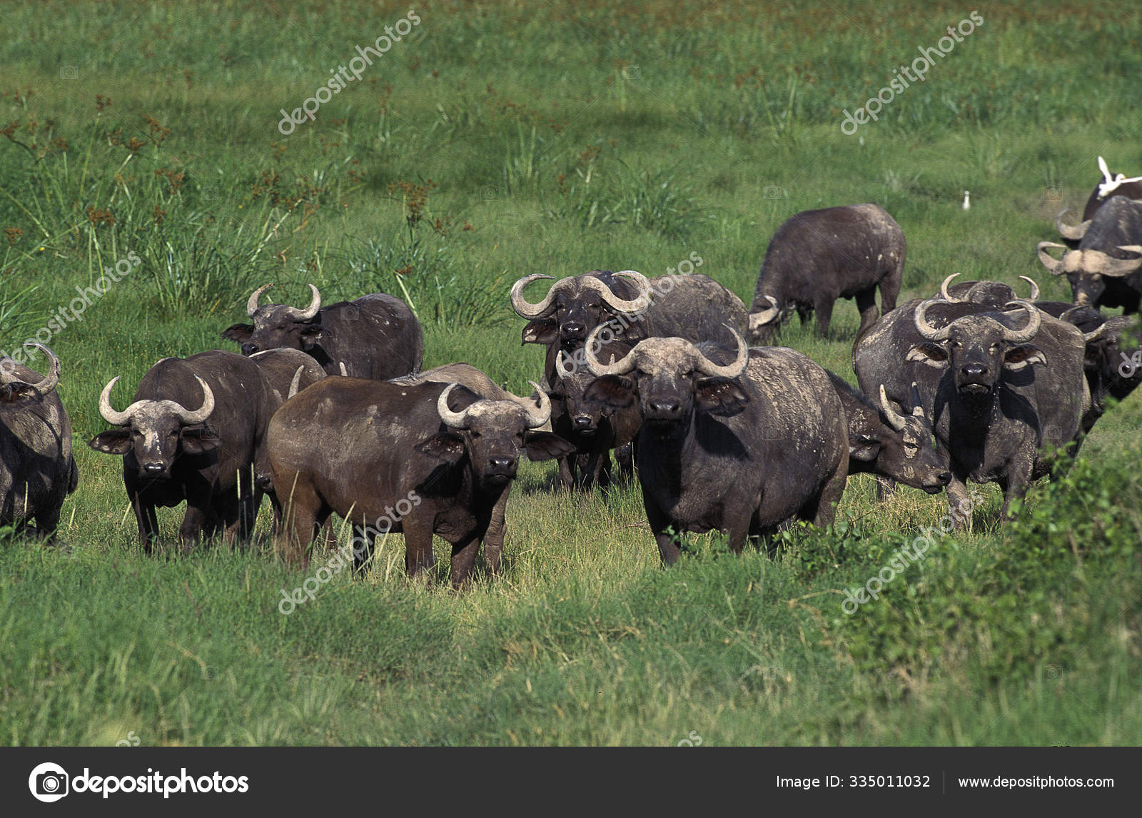 バッファロー写真素材 ロイヤリティフリーバッファロー画像 Depositphotos