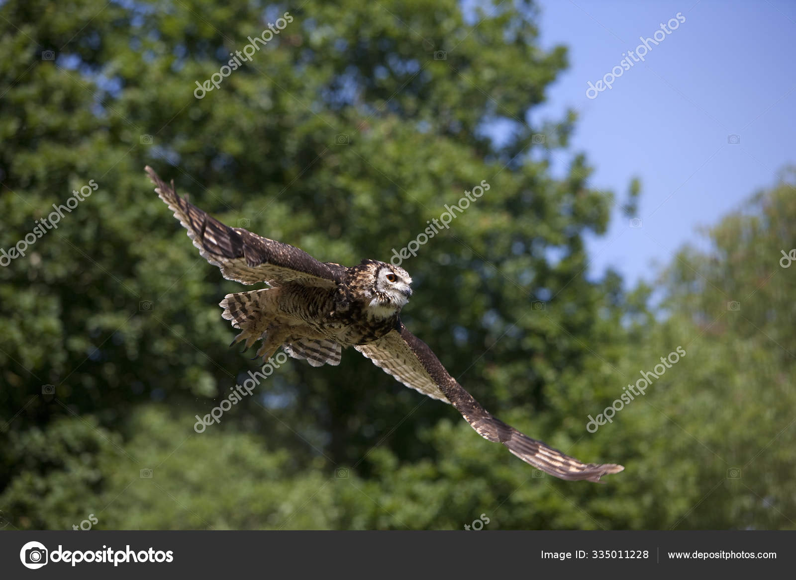 Hibou Grand Duc Du Cap Bubo Capensis Stock Photo By C Slowmotiongli