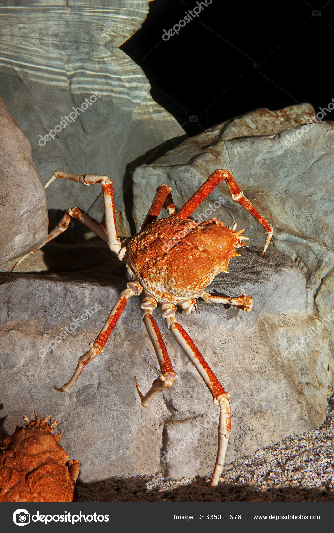 Japanese Spider Crab Stock Photos Royalty Free Images Depositphotos Japanese Spider Crab Stock Photos Royalty Free Images Depositphotos