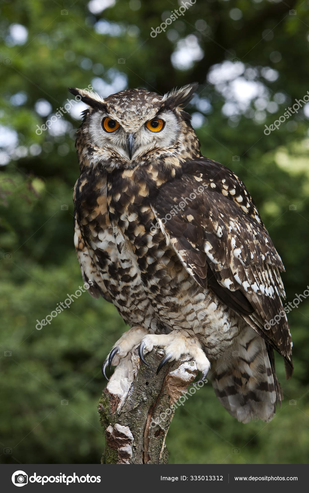 Hibou Grand Duc Du Cap Bubo Capensis Stock Photo By C Slowmotiongli