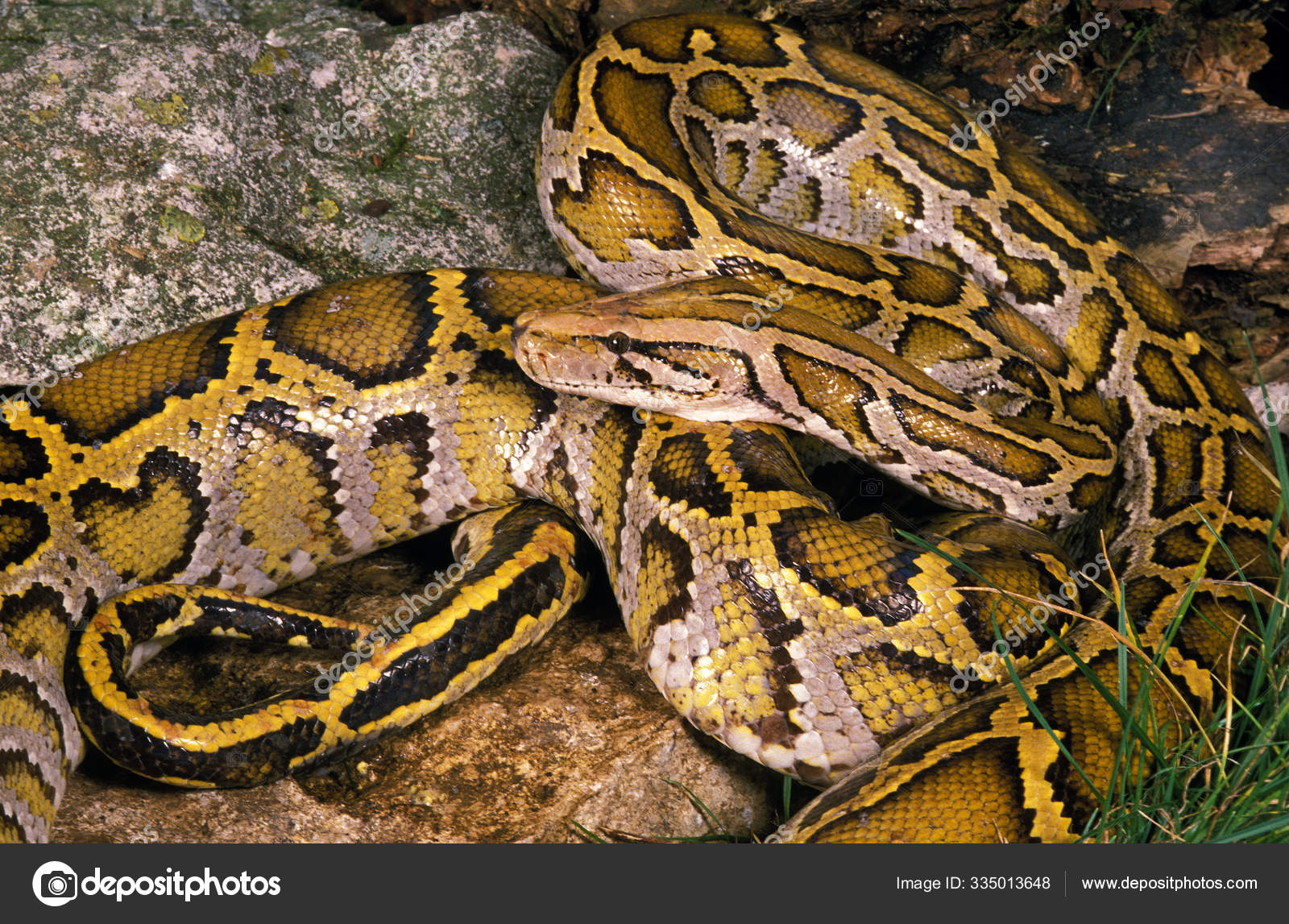 Indian Python Wallpapers