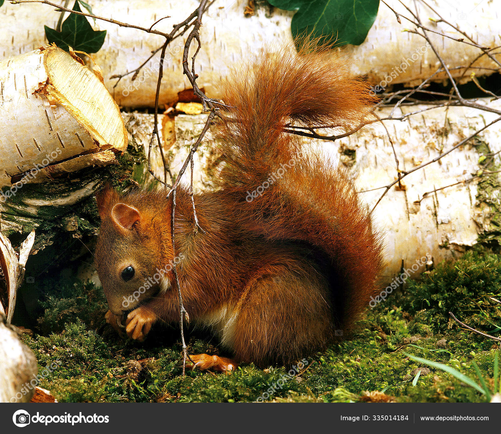 Ecureuil Roux Sciurus Vulgaris Stock Photo Image By C Slowmotiongli Ecureuil Roux Sciurus Vulgaris Stock Photo Image By C Slowmotiongli