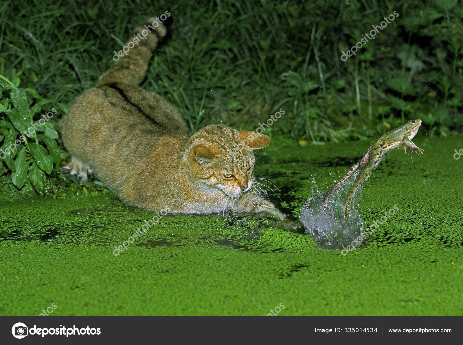 Chat Sauvage D Europe Felis Silvestris Stock Photo By C Slowmotiongli