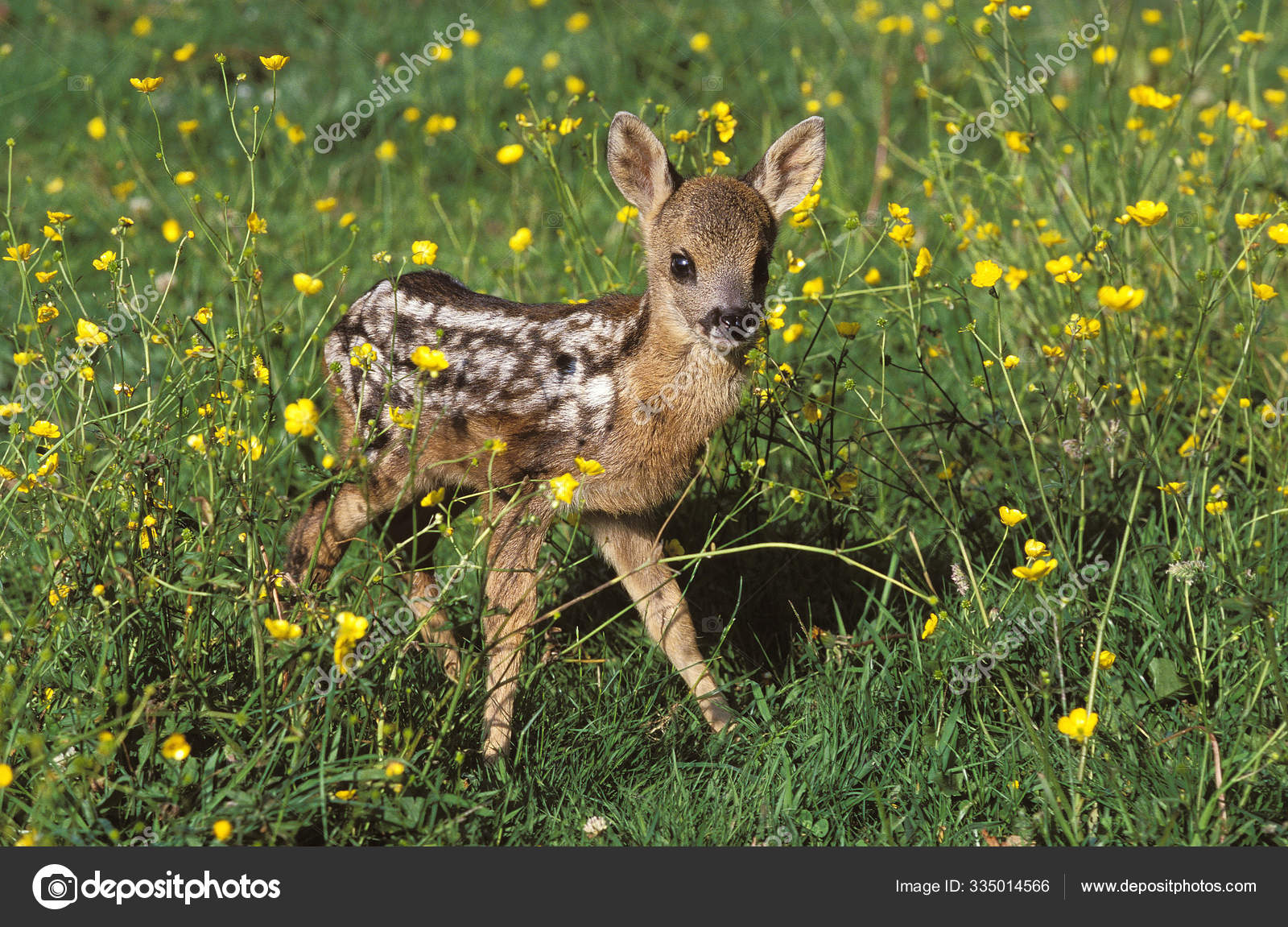 Chevreuil Capreolus Capreolus Stock Photo Image By C Slowmotiongli Chevreuil Capreolus Capreolus Stock Photo Image By C Slowmotiongli