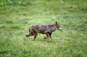 Loup Iberque canis lupus signatus