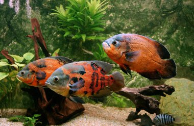 Oscar astronotus ocellatus