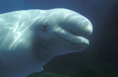 Beluga Delphinapterus leucas