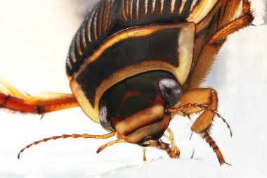 Dytique Borde Dytiscus marginalis