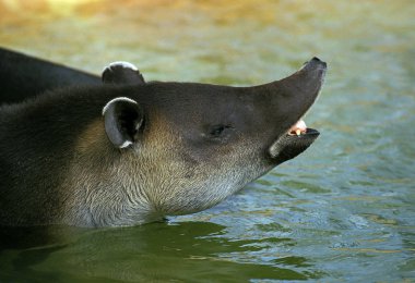 Tapir De Baird tapirus bairdii