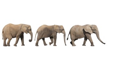 Fil D 'Afrique Loxodonta Africana