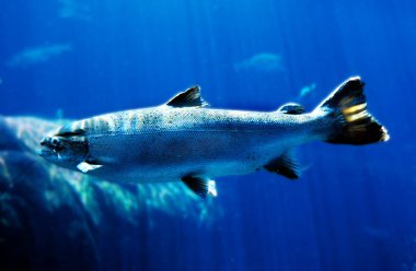 Saumon Atlantique salmo salar