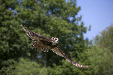 Hibou Grand Du Du Cap bubo capensis