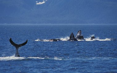 Baleine A Bosse megaptera novaeangliae