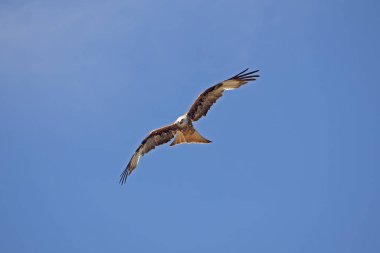 Milano Kraliyet Milvus Milvus