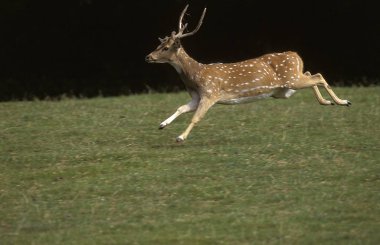Cerf Ekseni Ekseni