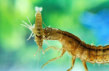 Dytique Borde Dytiscus marginalis