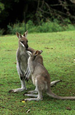 WALLABY A BELLE FACE macropus parryi