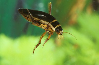 Dytique Borde Dytiscus marginalis