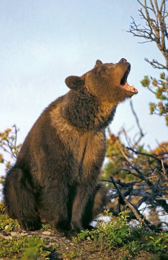 Bizim Grizzly ursus arctos horribilis
