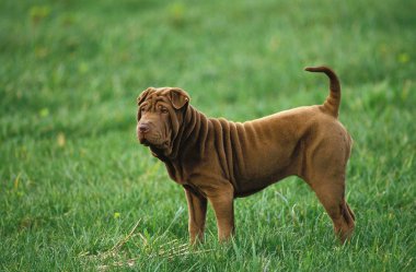 Shar pei