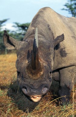 Gergedan Noir diceros bicornis