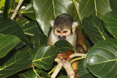 Saimiri Singe Ekvador Saimiri Sciureus