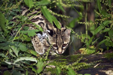Margay leopardus wiedi