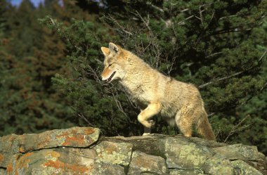 COYOTE canis latrans clipart