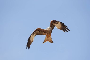 Milano Kraliyet Milvus Milvus