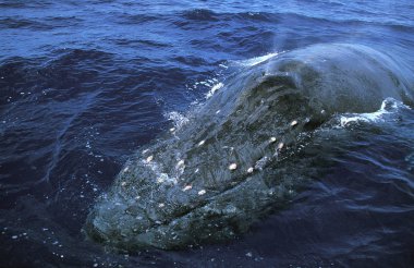 Baleine A Bosse megaptera novaeangliae